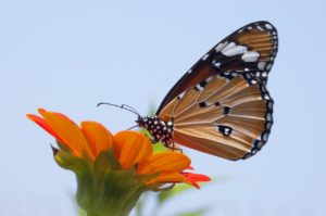 Monarch Butterfly- Robert St Thomas
